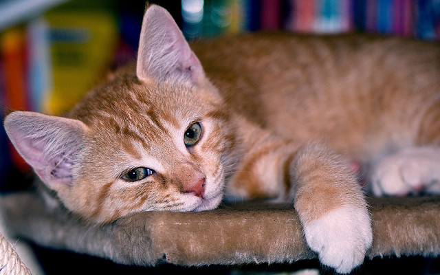 Cat table books blurry shift free wallpaper for desktop - medium preview image