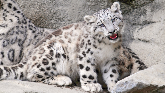 Snow leopard rock enclosure open free wallpaper for desktop - medium preview image