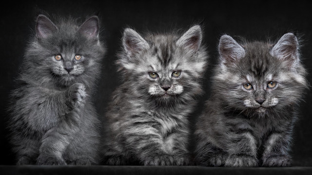 Three kittens row black background free wallpaper for desktop - medium preview image