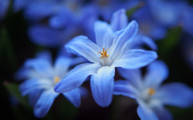 Blue flower macro bokeh leaves free wallpaper for desktop - medium preview image