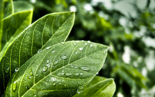Green leaf water drops bokeh free wallpaper for desktop - medium preview image
