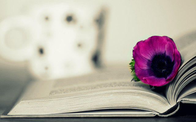 Book flower coffee vase stilllife free wallpaper for desktop - medium preview image