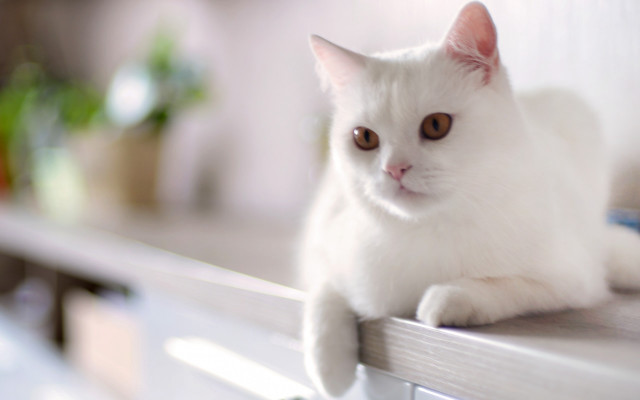 White cat shelf plant blurry free wallpaper for desktop - medium preview image
