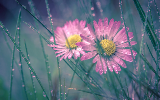 Pink flowers dew drops field free wallpaper for desktop - medium preview image