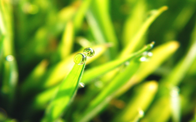 Grass water droplets macro blurry free wallpaper for desktop - medium preview image