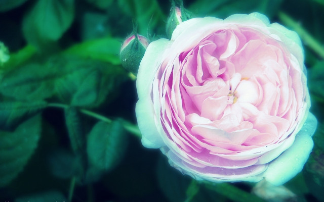 Pink flower green leaves bokeh #9 free wallpaper for desktop - medium preview image
