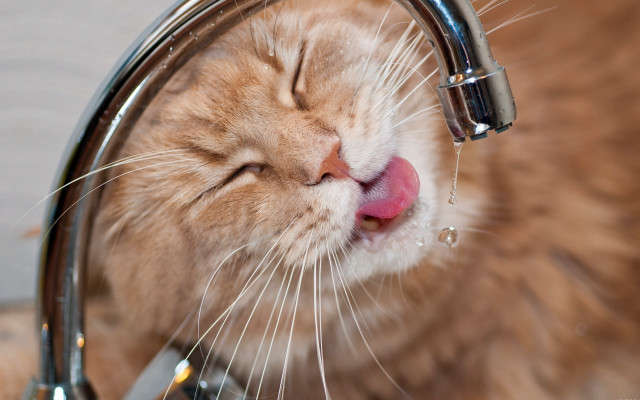 Cat licking water faucet blurry free wallpaper for desktop - medium preview image