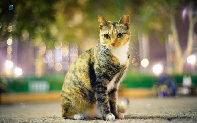 Cat street night bokeh depth free wallpaper for desktop - medium preview image