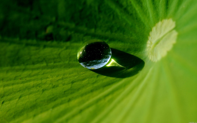 Water drop green leaf white #4 free wallpaper for desktop - medium preview image