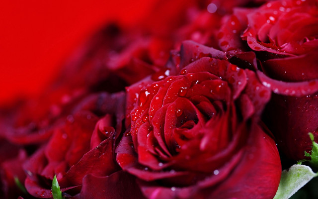 Red roses water droplets macro #6 free wallpaper for desktop - medium preview image