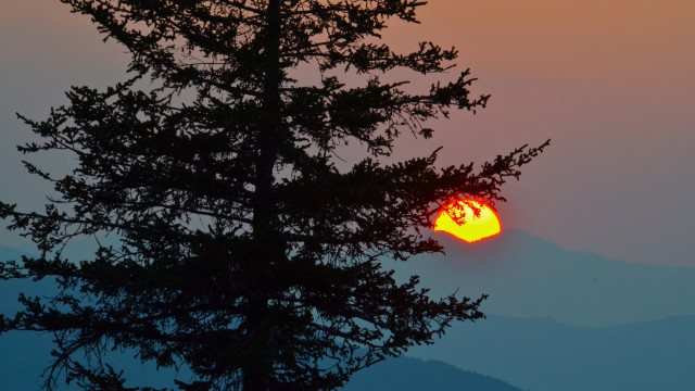 Tree sunset mountain haze forest free wallpaper for desktop - medium preview image