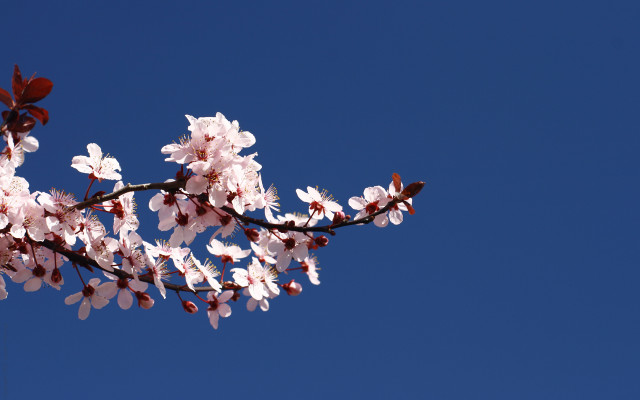 Branch white flowers blue sky #2 free wallpaper for desktop - medium preview image