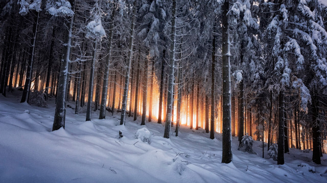 Snowy forest magical light mountains free wallpaper for desktop - medium preview image