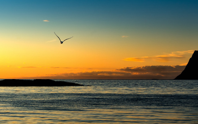 Bird sunset mountain water beach free wallpaper for desktop - medium preview image