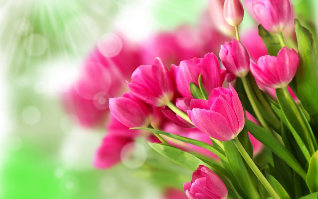 Pink flowers vase table bokeh free wallpaper for desktop - medium preview image