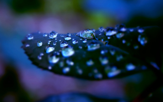 Water drop leaf bokeh macro free wallpaper for desktop - medium preview image