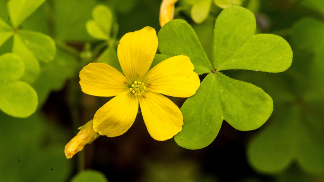 Yellow flower green leaves bokeh #3 free wallpaper for desktop - medium preview image