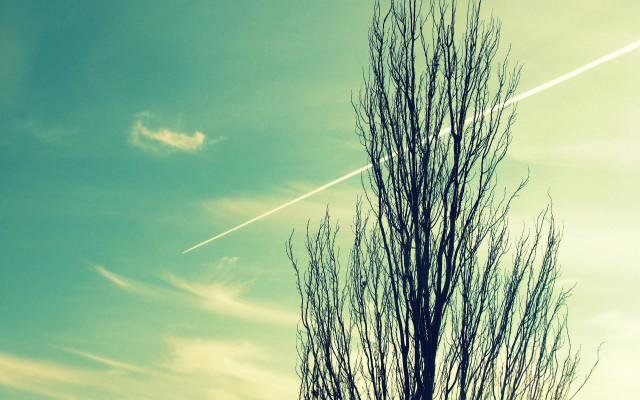 Plane tree contrail sky sunset free wallpaper for desktop - medium preview image