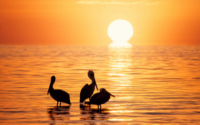 Birds sunset reflection ocean horizon free wallpaper for desktop - medium preview image