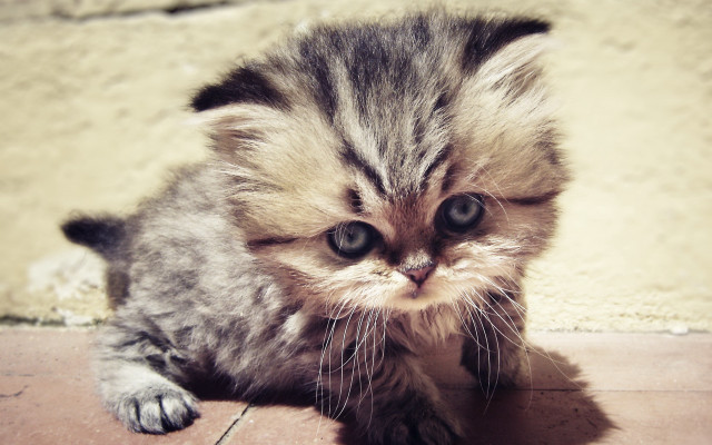Small kitten sad face beach free wallpaper for desktop - medium preview image