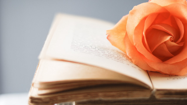 Rose open book folded pages free wallpaper for desktop - medium preview image