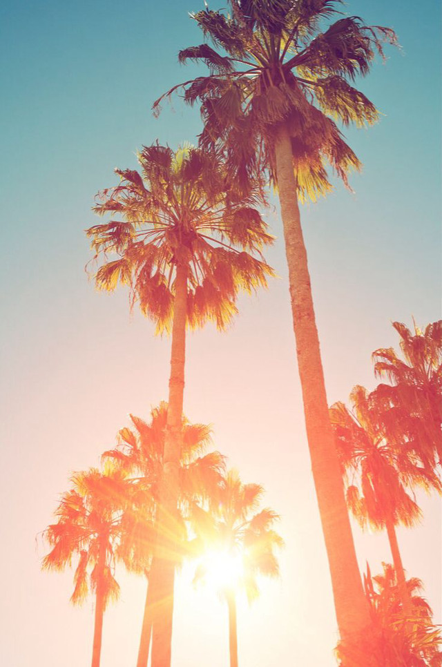 Palm trees sunshine blue sky free wallpaper for mobile - medium preview image