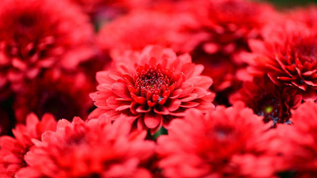 Red flowers vase autumn blurry free wallpaper for desktop - medium preview image
