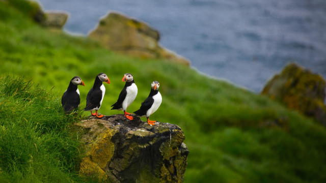 Three birds rock shore ocean #2 free wallpaper for desktop - medium preview image