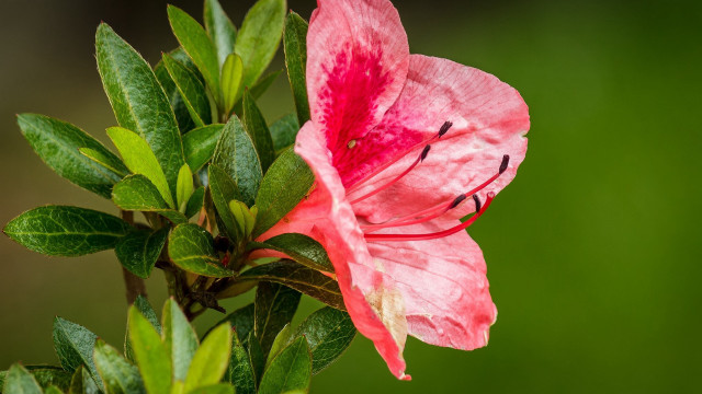 Pink flower green leaves macro #10 free wallpaper for desktop - medium preview image