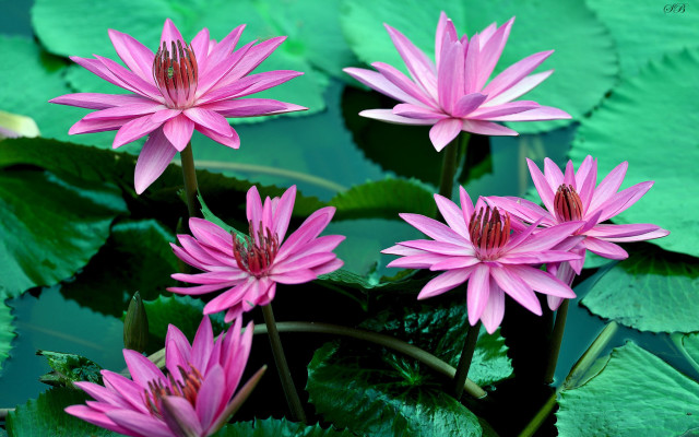 Pink flowers pond water lilies free wallpaper for desktop - medium preview image