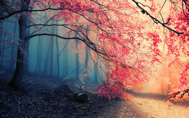 Forest path red leaves mystical free wallpaper for desktop - medium preview image