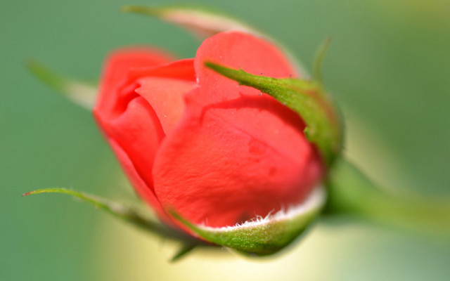 Red rose bud macro green free wallpaper for desktop - medium preview image