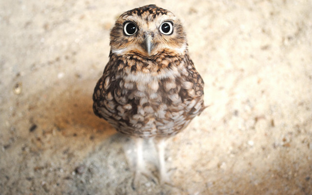 Small owl sad eyes looking free wallpaper for desktop - medium preview image