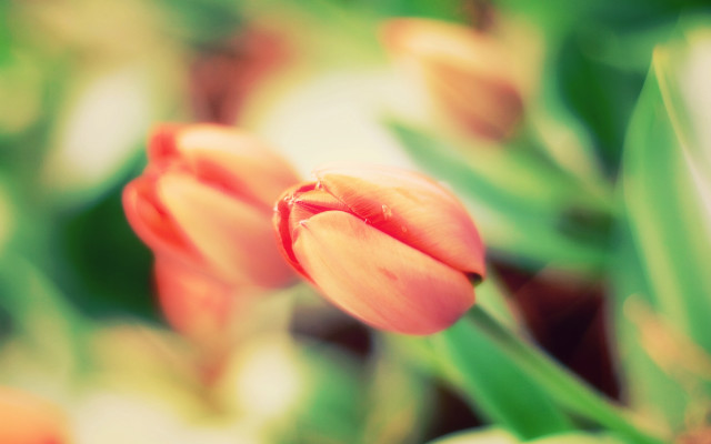 Flower bokeh chromatic aberration macro free wallpaper for desktop - medium preview image