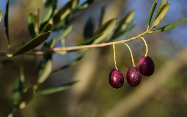 Branch fruit leaves bokeh outdoors free wallpaper for desktop - medium preview image