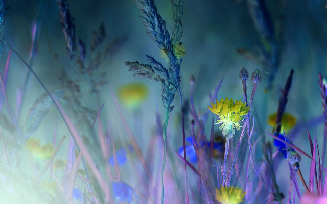 Wildflowers yellow flower blue sky free wallpaper for desktop - medium preview image