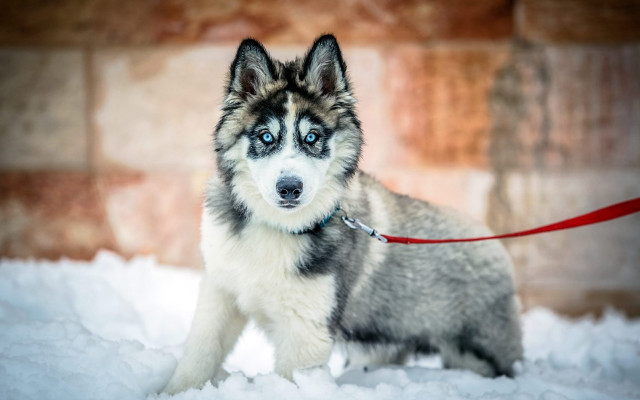 Husky blue eyes snow leash free wallpaper for desktop - medium preview image