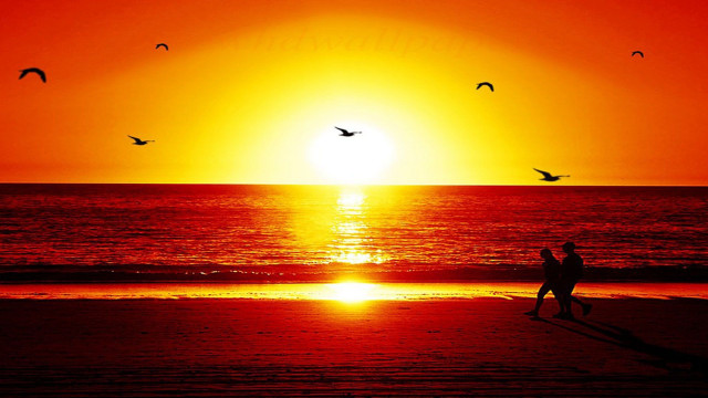 Beach sunset couple walking birds free wallpaper for desktop - medium preview image