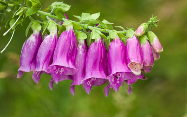 Flower blurry background nature green free wallpaper for desktop - medium preview image