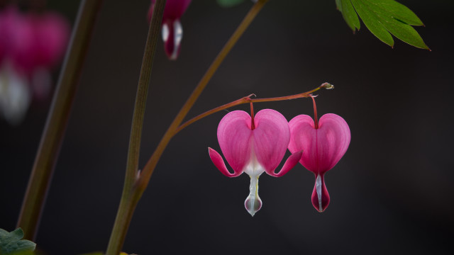 Pink flower green leaf water free wallpaper for desktop - medium preview image