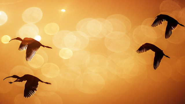 Birds sunset flying lens flare free wallpaper for desktop - medium preview image