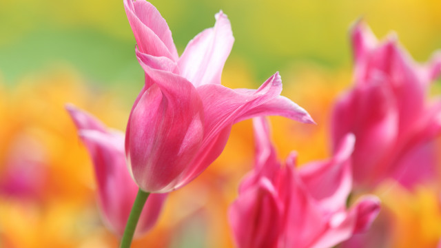 Pink flower macro blurry background #12 free wallpaper for desktop - medium preview image