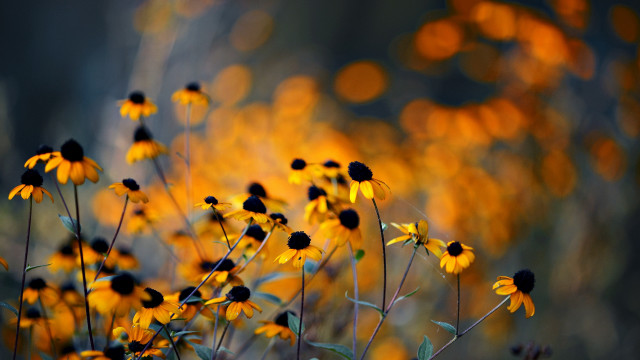 Yellow flower field blurry background free wallpaper for desktop - medium preview image