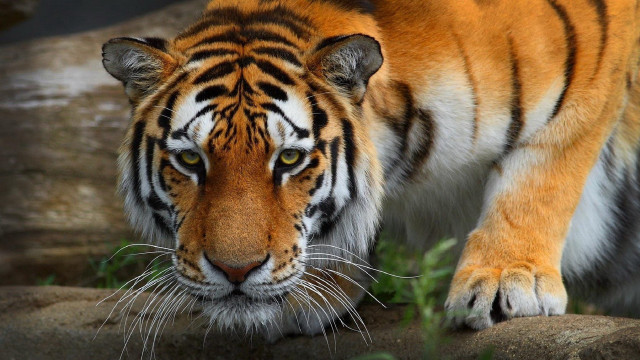Tiger walking rock zoo exhibit free wallpaper for desktop - medium preview image