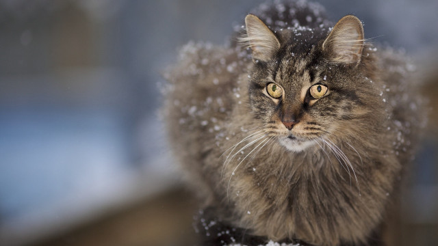 Cat snow curious eyes carlos free wallpaper for desktop - medium preview image