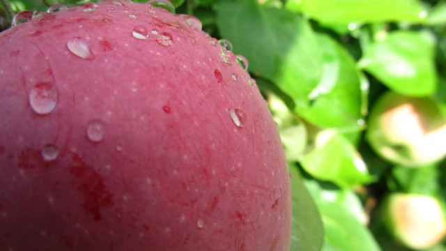 Red apple water drops branch free wallpaper for desktop - medium preview image