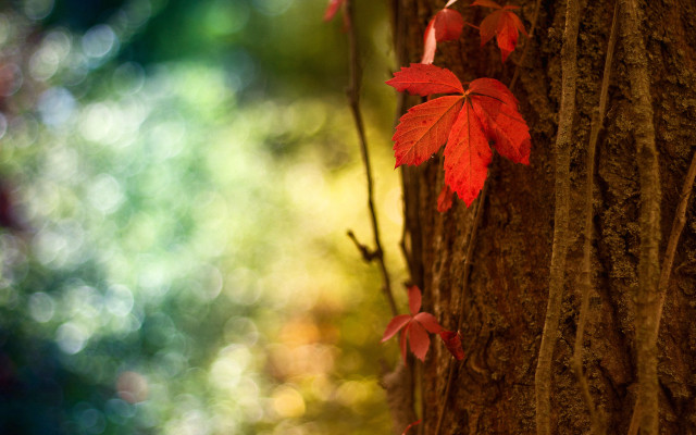Tree red leaves forest autumn free wallpaper for desktop - medium preview image
