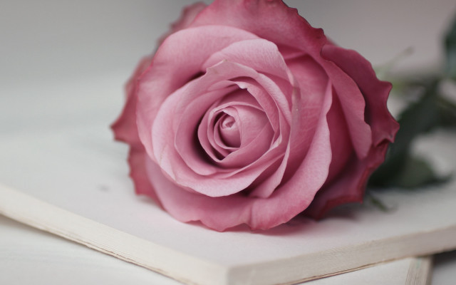 Pink rose white shelf flowers free wallpaper for desktop - medium preview image