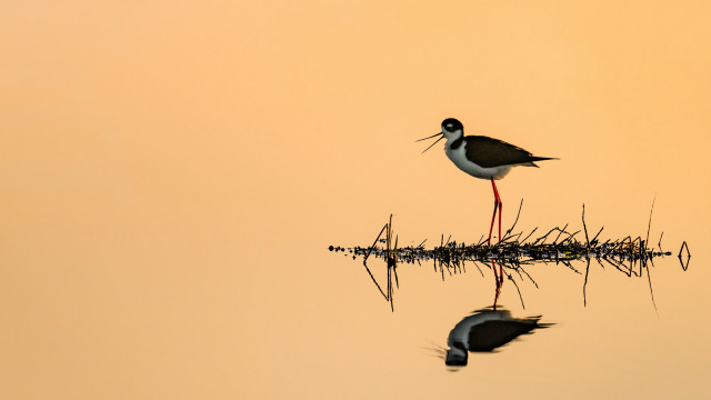 Bird stand water long beak free wallpaper for desktop - medium preview image