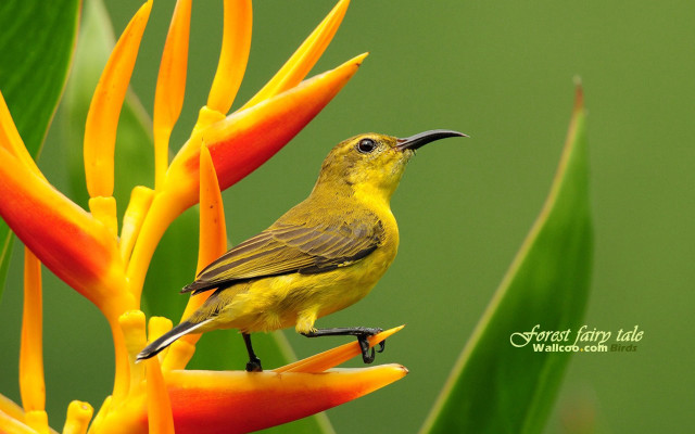 Yellow bird flower green background free wallpaper for desktop - medium preview image